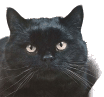 cat-14.gif (8714 bytes)