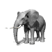 elephant.gif (6329 bytes)