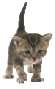 kitten.gif (5407 bytes)